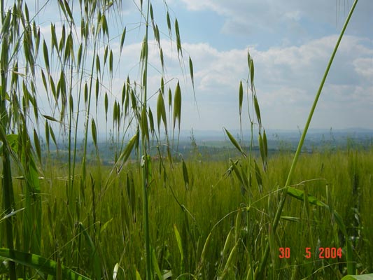 DSC00539