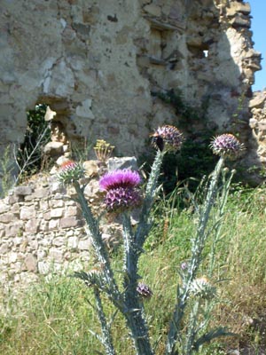 lucania06-2004-1 019