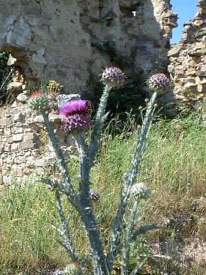 lucania06-2004-1 020