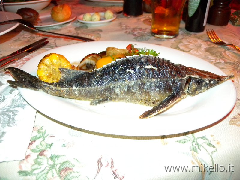 DSCN1400.JPG